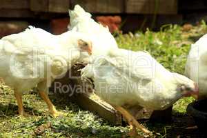 hens eat on the poultry farm