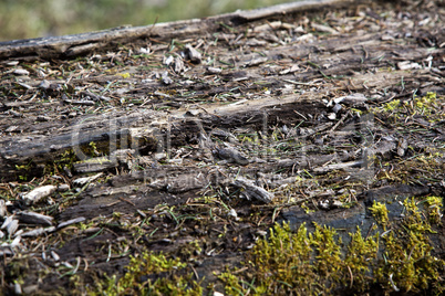 Surface of a felled tree