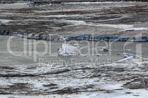 Glacial ice float away on a river bank, Iceland