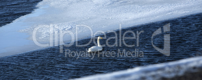 Swan at a frozen lake