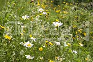 Wildflower meadow