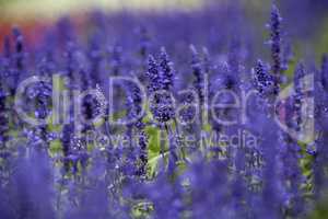 Field of purple Salvia