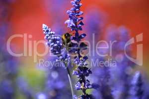 Closeup of a bumblebee in a field of purple salvia