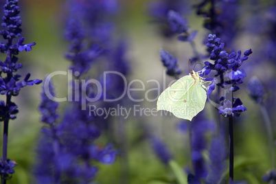 Closeup of a butterfly in a field of purple salvia