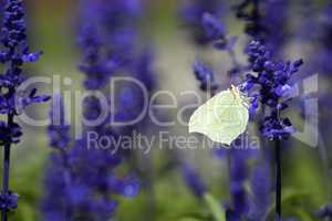 Closeup of a butterfly in a field of purple salvia