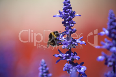 Closeup of a bumblebee in a field of purple salvia