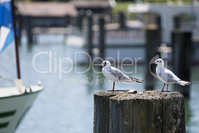 Sea gulls sitting at a pier