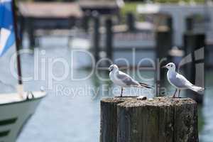 Sea gulls sitting at a pier