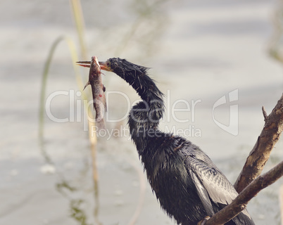 Anhinga  In Florida Wetlands