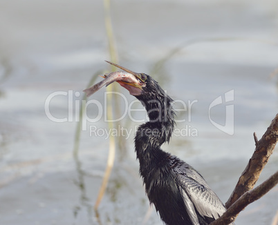 Anhinga  In Florida Wetlands