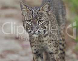 Florida Bobcat in Wild