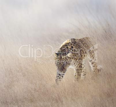 Leopard in The Grass