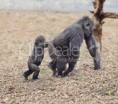Gorilla Female with Her Baby