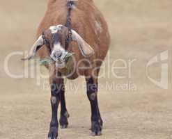 Brown Domestic Goat