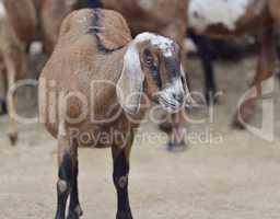 Brown Domestic Goat