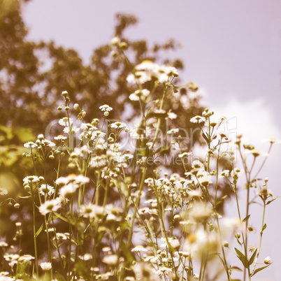 Retro looking Daisy picture