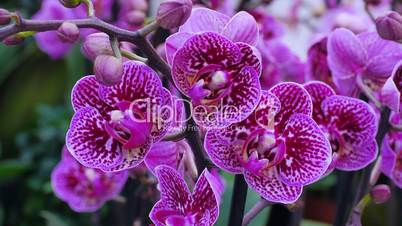 Vanda Blue Beauty