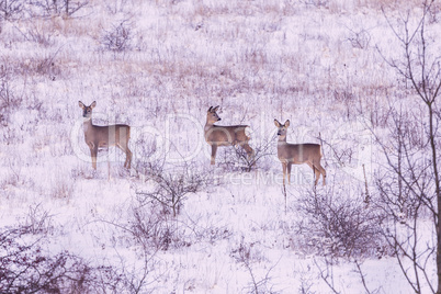 Roe deers in winter