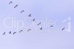 Flock of migrating bean geese