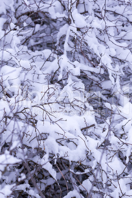 Snowy winter on the forest