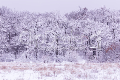 Snowy winter on the forest