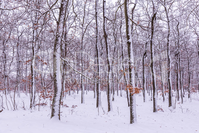 Snowy winter on the forest