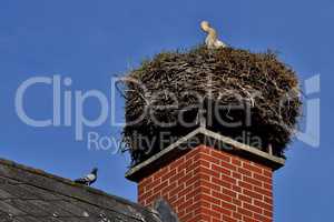 Storch und Taube