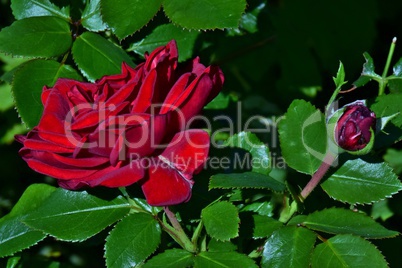 Rote Rose