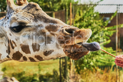 Giraffe at the zoo