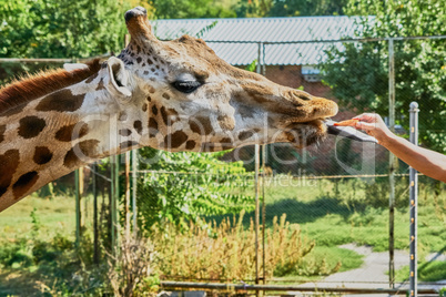 Giraffe at the zoo