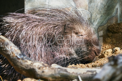 Sleeping Porcupine
