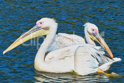 Two pelicans floating on the lake
