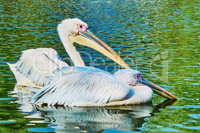 Two pelicans floating on the lake