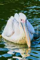 Beautiful pelican floating on the lake