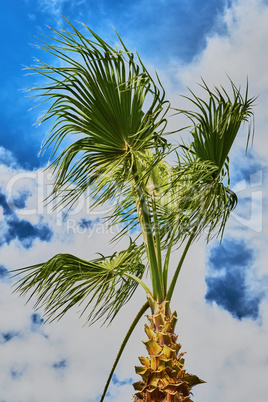 Top of a palm tree