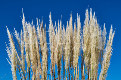 Reed against the blue sky