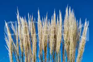 Reed against the blue sky