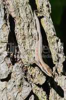 Lizard crawling on a tree
