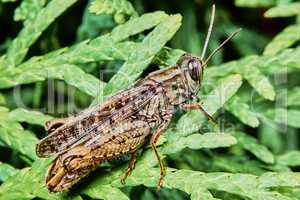 Little brown grasshopper