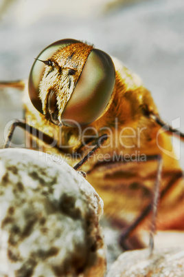 Bee in the garden closeup