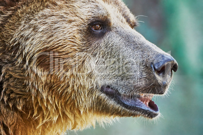 Brown bear in a zoo