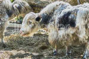 Yaks in the zoo