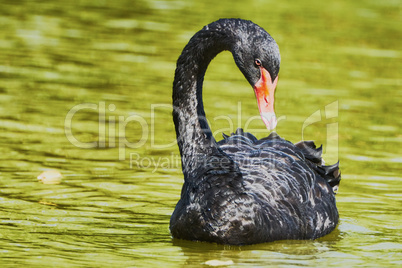 The black swan floats