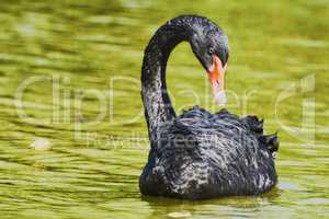 The black swan floats