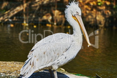 Beautiful pelican in zoo