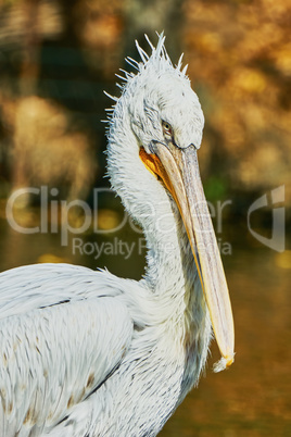 Beautiful pelican in zoo