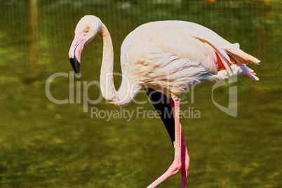 Pink flamingos at the zoo