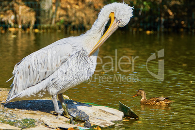 Beautiful pelican and turtle