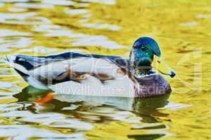 Wonderful duck swimming in a pond