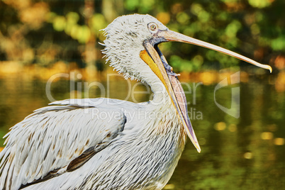 Beautiful pelican with open mouth